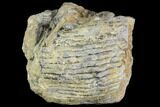 Pennsylvanian Fossil Calamites (Horsetail) - Alabama #112778-1